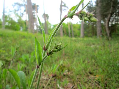 Nickendes Leimkraut (Silene nutans) auf dem Feldherrenhügel im Naturschutzgebiet „Oftersheimer Dünen“