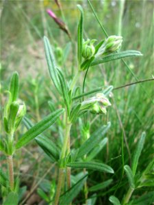 Nickendes Leimkraut (Silene nutans) am Dreieichenbuckel im Naturschutzgebiet „Oftersheimer Dünen“