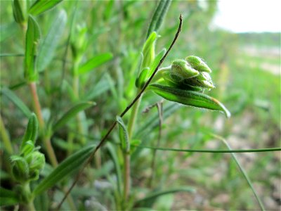 Nickendes Leimkraut (Silene nutans) am Dreieichenbuckel im Naturschutzgebiet „Oftersheimer Dünen“