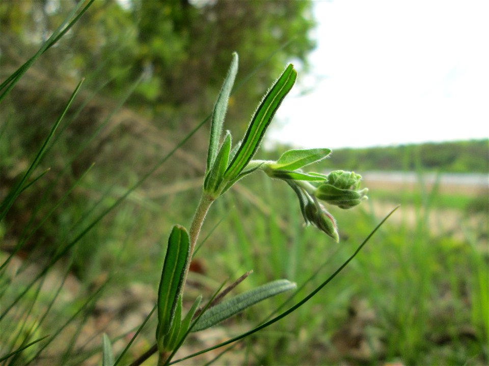 Nickendes Leimkraut (Silene nutans) am Dreieichenbuckel im Naturschutzgebiet „Oftersheimer Dünen“