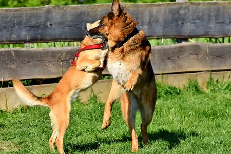 Old german shepherd dog guard dog animal portrait