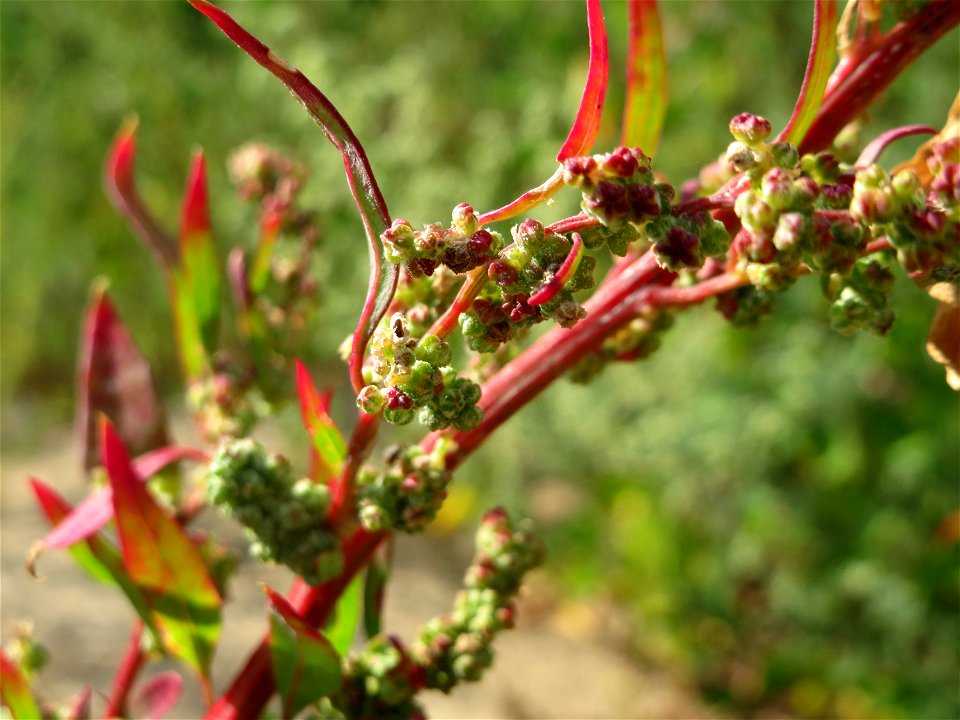 Vielsamiger Gänsefuß (Lipandra polysperma) auf einem Sandhügel einer Baustelle in Hockenheim
