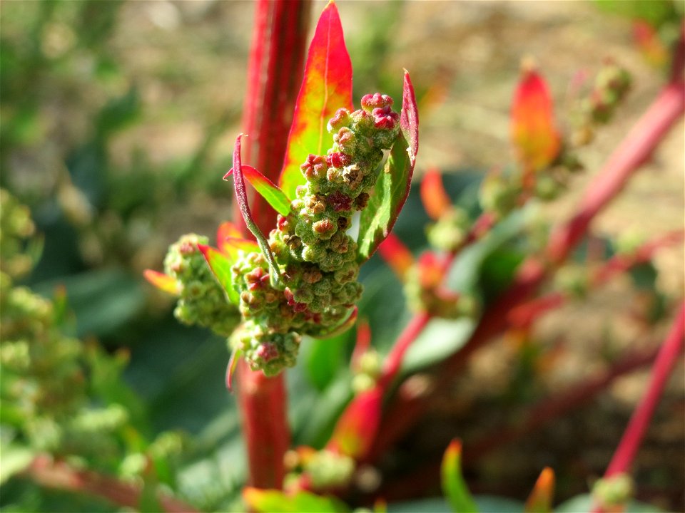 Vielsamiger Gänsefuß (Lipandra polysperma) auf einem Sandhügel einer Baustelle in Hockenheim
