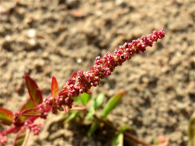 Vielsamiger Gänsefuß (Lipandra polysperma) auf einem Sandhügel einer Baustelle in Hockenheim