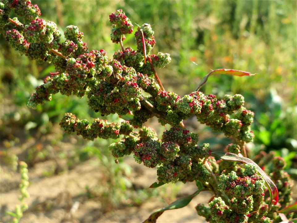 Vielsamiger Gänsefuß (Lipandra polysperma) auf einem Sandhügel einer Baustelle in Hockenheim