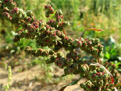 Vielsamiger Gänsefuß (Lipandra polysperma) auf einem Sandhügel einer Baustelle in Hockenheim