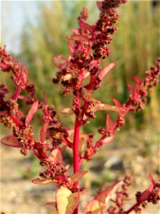 Vielsamiger Gänsefuß (Lipandra polysperma) auf einer Ruderalfläche am Messplatz Hockenheim
