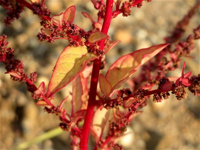 Vielsamiger Gänsefuß (Lipandra polysperma) auf einer Ruderalfläche am Messplatz Hockenheim