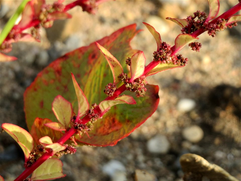 Vielsamiger Gänsefuß (Lipandra polysperma) auf einer Ruderalfläche am Messplatz Hockenheim