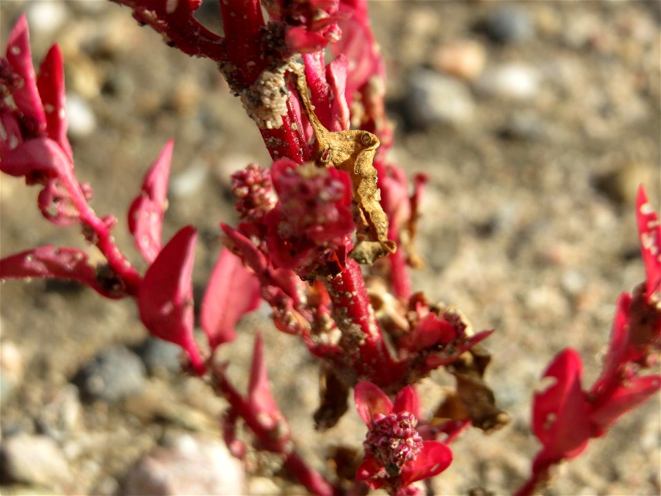 Vielsamiger Gänsefuß (Lipandra polysperma) am Messplatz in Hockenheim