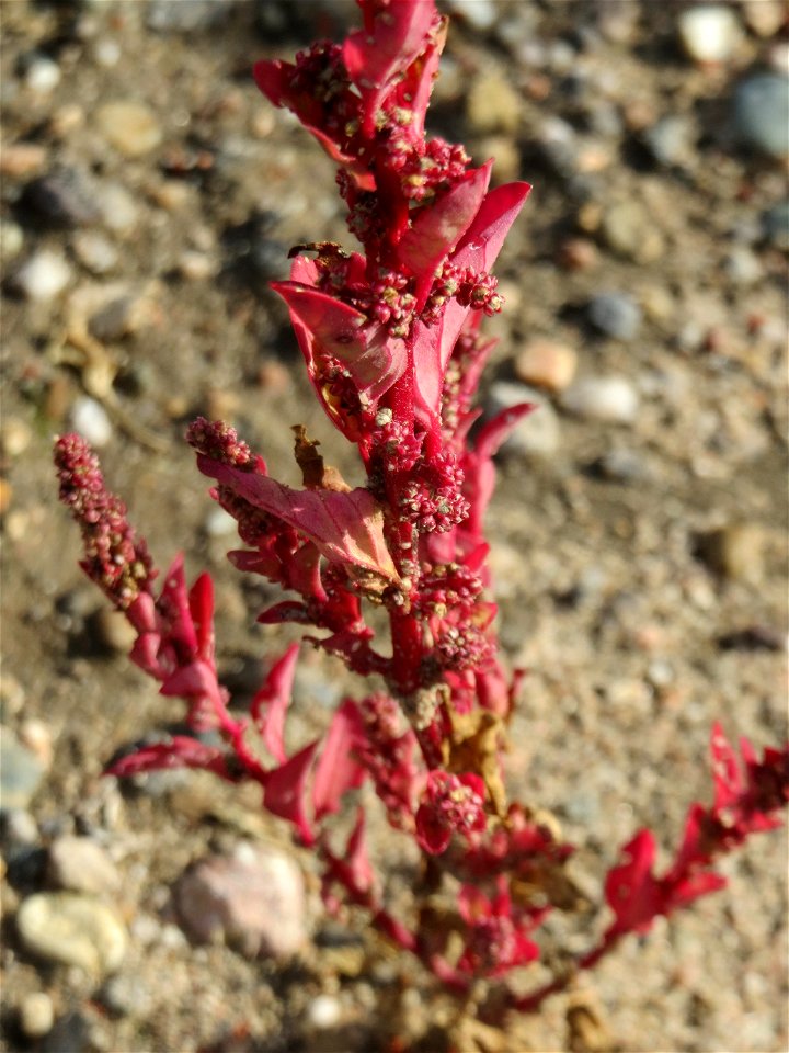 Vielsamiger Gänsefuß (Lipandra polysperma) am Messplatz in Hockenheim