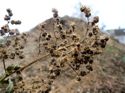 Früchte vom Vielsamigen Gänsefuß (Lipandra polysperma) auf einer Ruderalfläche an der Berlinallee in Hockenheim