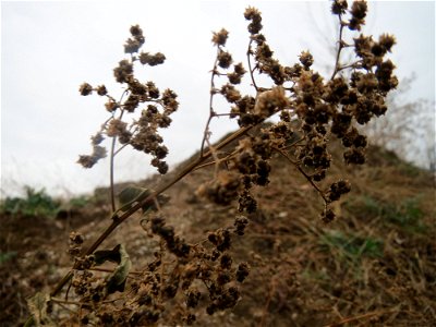 Früchte vom Vielsamigen Gänsefuß (Lipandra polysperma) auf einer Ruderalfläche an der Berlinallee in Hockenheim