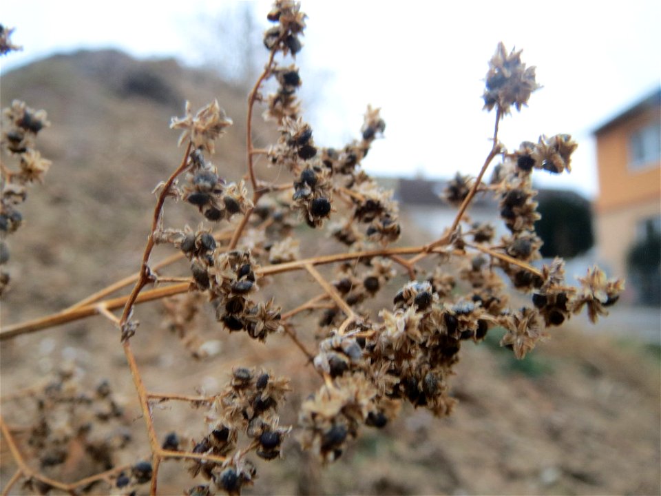 Früchte vom Vielsamigen Gänsefuß (Lipandra polysperma) auf einer Ruderalfläche an der Berlinallee in Hockenheim