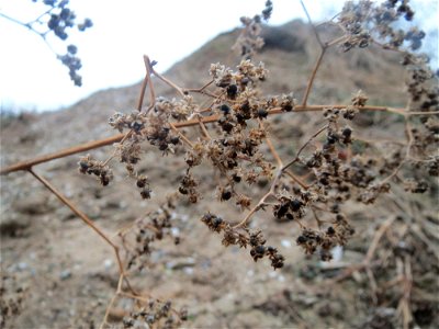 Früchte vom Vielsamigen Gänsefuß (Lipandra polysperma) auf einer Ruderalfläche an der Berlinallee in Hockenheim