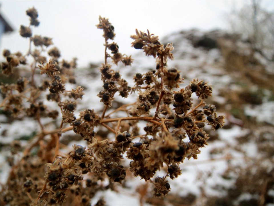Früchte vom Vielsamigen Gänsefuß (Lipandra polysperma) auf einer Ruderalfläche an der Berlinallee in Hockenheim