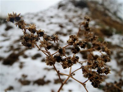 Früchte vom Vielsamigen Gänsefuß (Lipandra polysperma) auf einer Ruderalfläche an der Berlinallee in Hockenheim