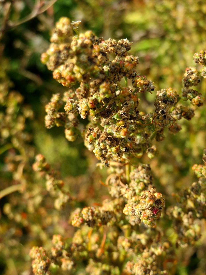 Vielsamiger Gänsefuß (Lipandra polysperma) auf einer Brachfläche in einem Wohngebiet in Schwetzingen