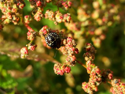 Vielsamiger Gänsefuß (Lipandra polysperma) auf einer Brachfläche in einem Wohngebiet in Schwetzingen