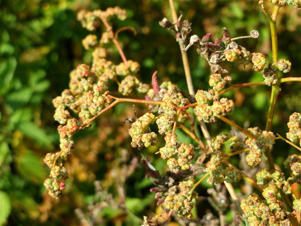Vielsamiger Gänsefuß (Lipandra polysperma) auf einer Brachfläche in einem Wohngebiet in Schwetzingen