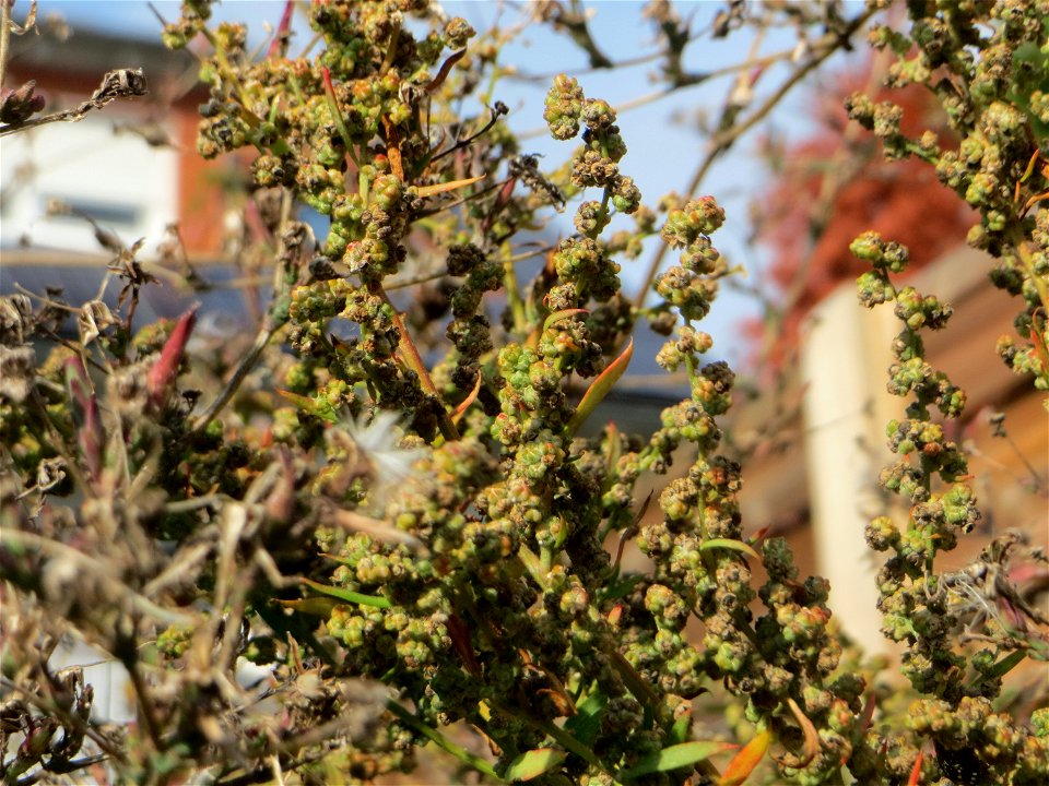 Vielsamiger Gänsefuß (Lipandra polysperma) auf einer Brachfläche in einem Wohngebiet in Schwetzingen