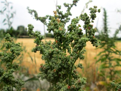 Vielsamiger Gänsefuß (Lipandra polysperma) am Feldrand in Hockenheim
