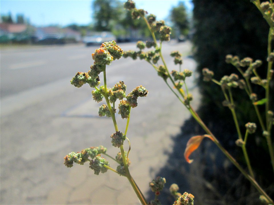 Vielsamiger Gänsefuß (Lipandra polysperma) in Saarbrücken