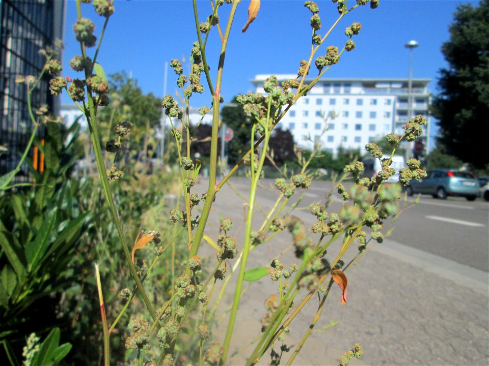 Vielsamiger Gänsefuß (Lipandra polysperma) in Saarbrücken