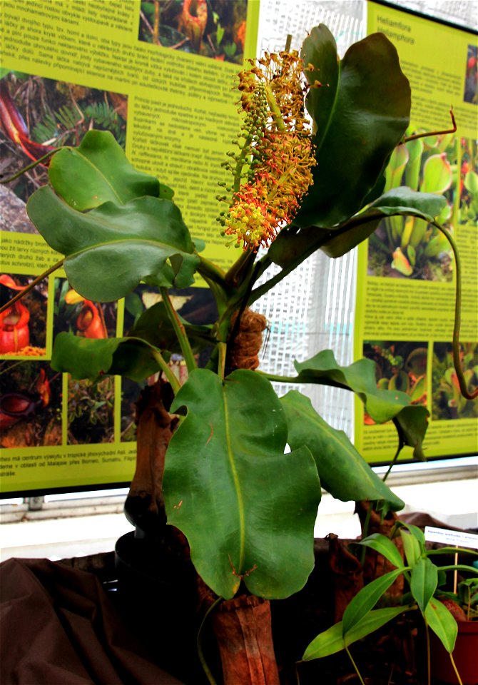 Plant Nepenthes spathulata on Exhibition of Carnivorous plants in the Botanical Gardens of Charles University, 12.- 21.06.2015 Prague, Czech Republic