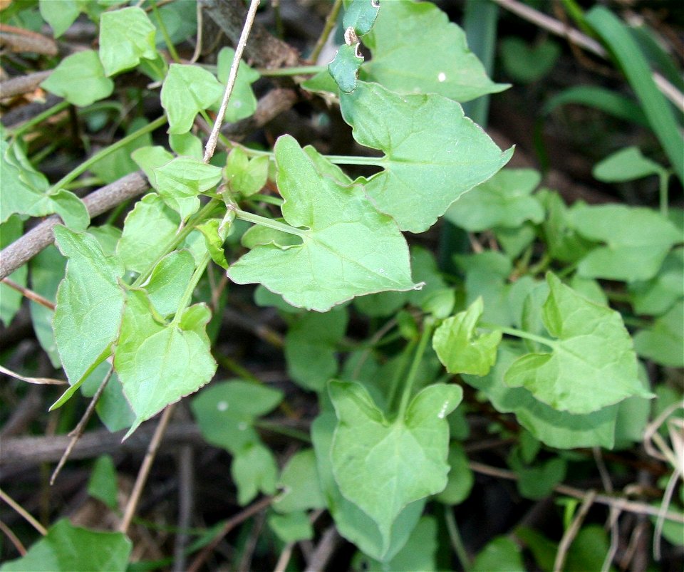 Closeup of leaf of Turkey rhubarb (Acetosa sagittata or Rumex sagittatus), my garden