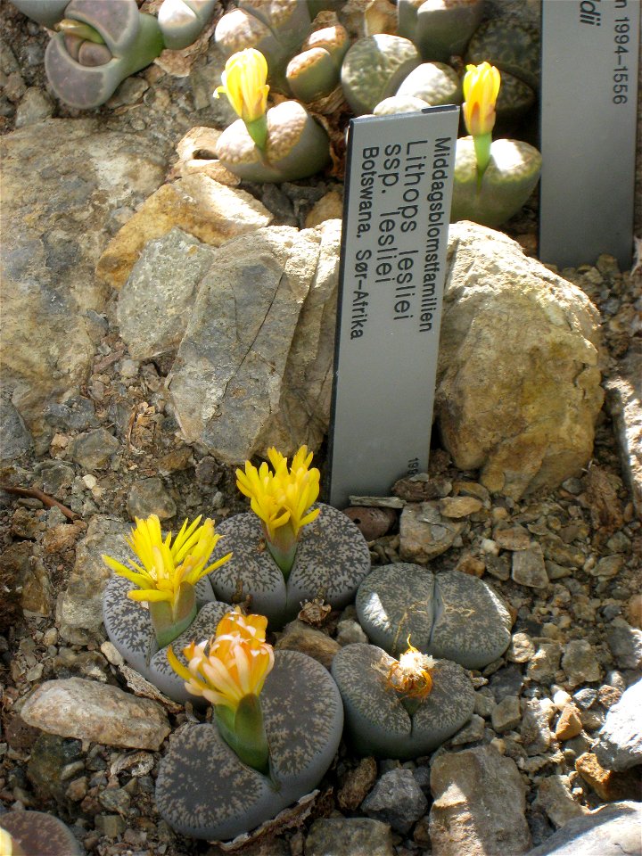 Lithops lesliei, Oslo Botanical Garden, Oslo, Norway.