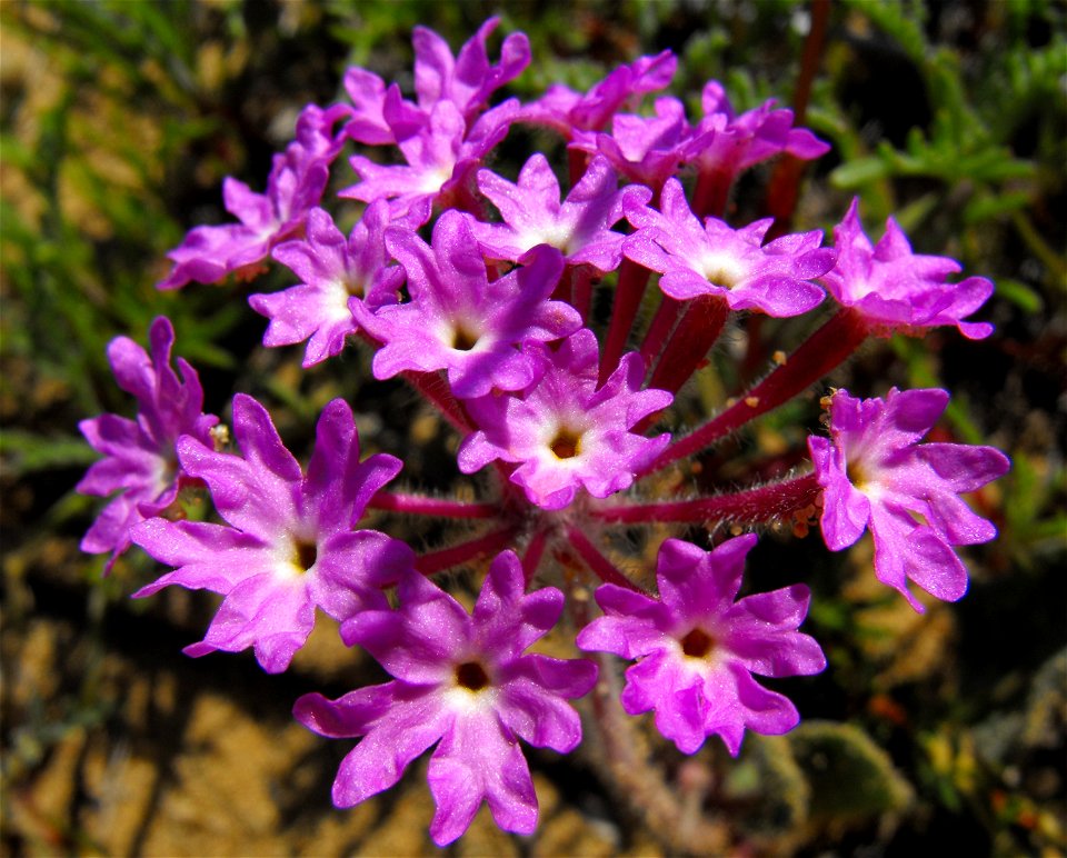 Abronia umbellata at Torrey Pines State Reserve, San Diego, California, USA.