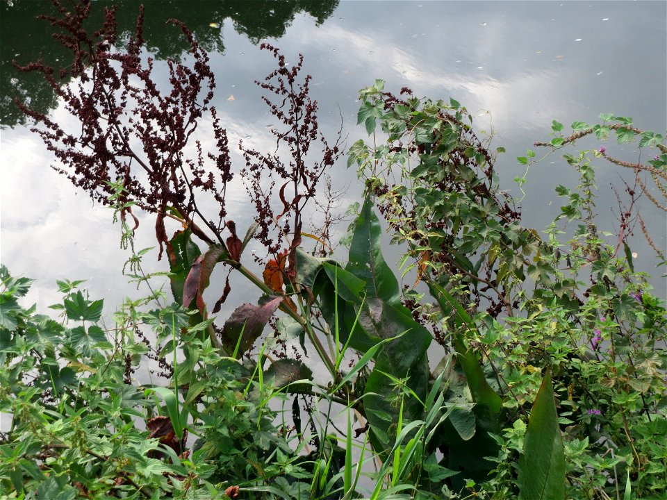 Fluss-Ampfer (Rumex hydrolapathum) an der Saar in Saarbrücken