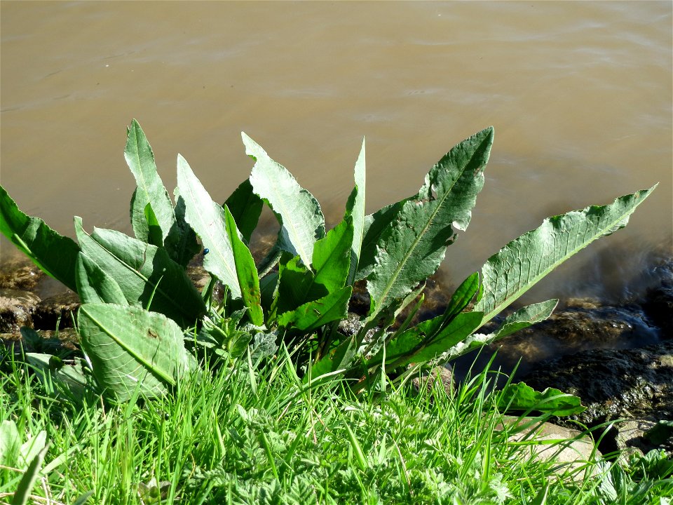 Fluss-Ampfer (Rumex hydrolapathum) am Neckarufer in Heidelberg-Neuenheim
