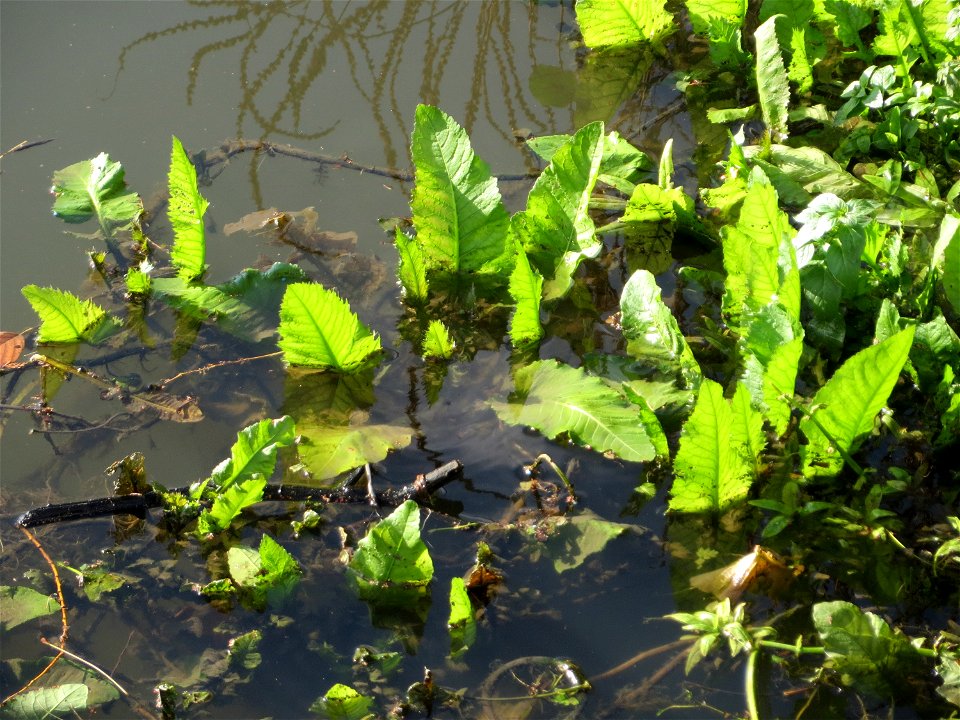 Fluss-Ampfer (Rumex hydrolapathum) am Osthafen Saarbrücken