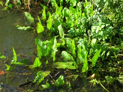 Fluss-Ampfer (Rumex hydrolapathum) am Osthafen Saarbrücken