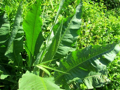 Fluss-Ampfer (Rumex hydrolapathum) an der Saar in Saarbrücken - unterhalb vom Ruderclub "Undine" findet sich ein Kleinbiotop mit einer Vielzahl von typischen Ufer-Pflanzen photo