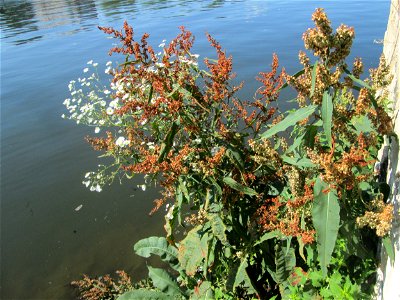 Fluss-Ampfer (Rumex hydrolapathum) an der Saar in Malstatt