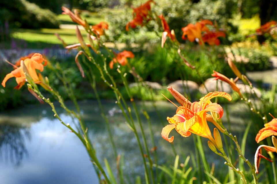 Bloom blossom garden