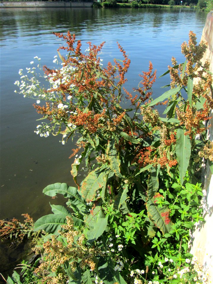 Fluss-Ampfer (Rumex hydrolapathum) an der Saar in Malstatt