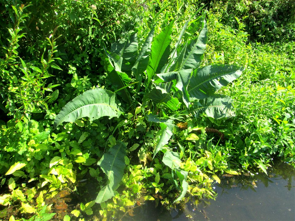 Fluss-Ampfer (Rumex hydrolapathum) an der Saar in Saarbrücken - unterhalb vom Ruderclub "Undine" findet sich ein Kleinbiotop mit einer Vielzahl von typischen Ufer-Pflanzen