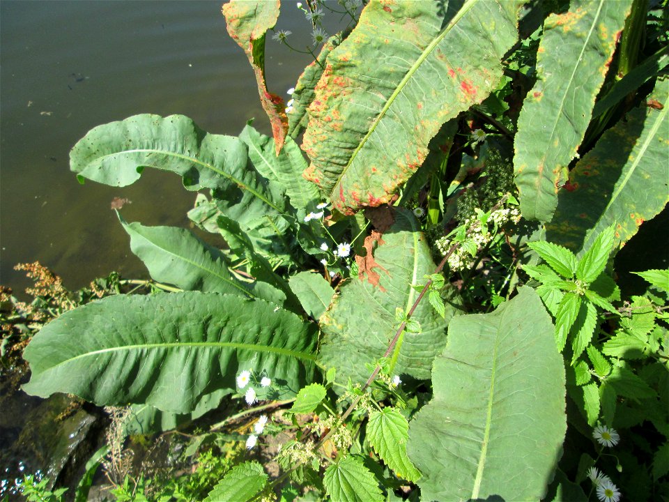 Fluss-Ampfer (Rumex hydrolapathum) an der Saar in Malstatt