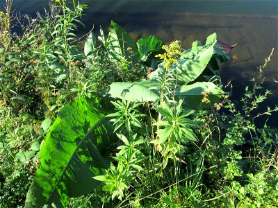 Fluss-Ampfer (Rumex hydrolapathum) an der Saar in Alt-Saarbrücken