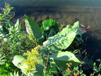 Fluss-Ampfer (Rumex hydrolapathum) an der Saar in Alt-Saarbrücken