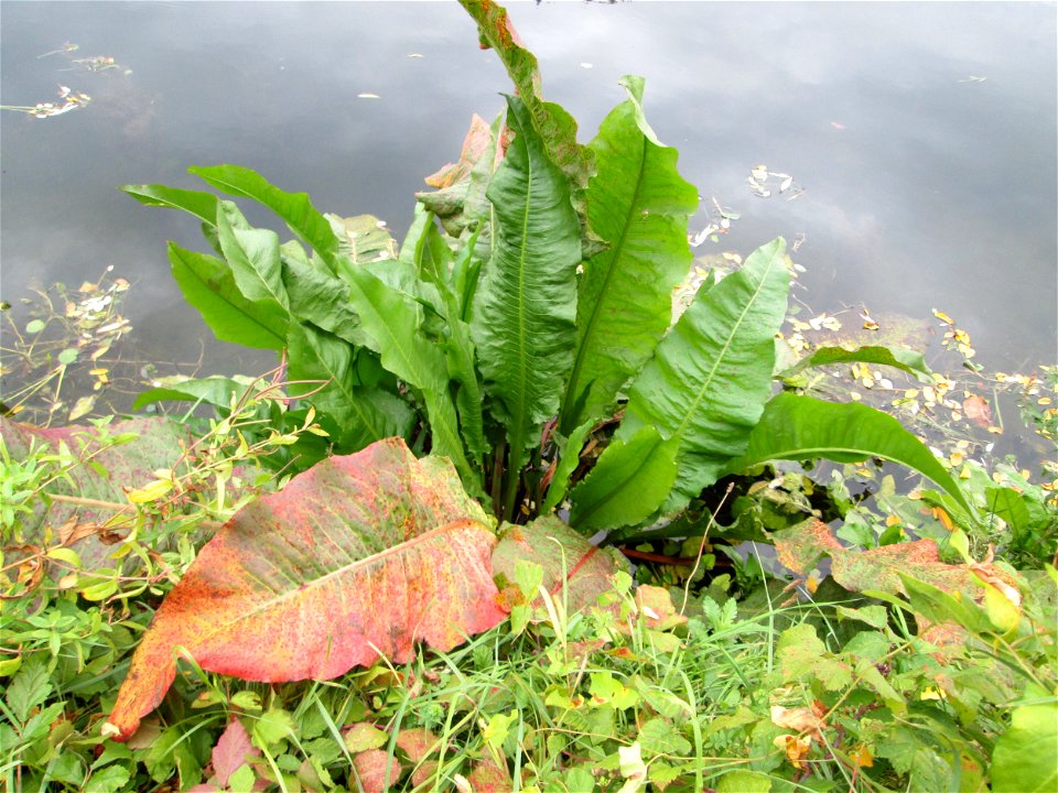 Fluss-Ampfer (Rumex hydrolapathum) oberhalb der Schleuse N° 30 bei Grosbliederstroff