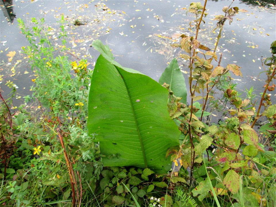 Fluss-Ampfer (Rumex hydrolapathum) oberhalb der Schleuse N° 30 bei Grosbliederstroff