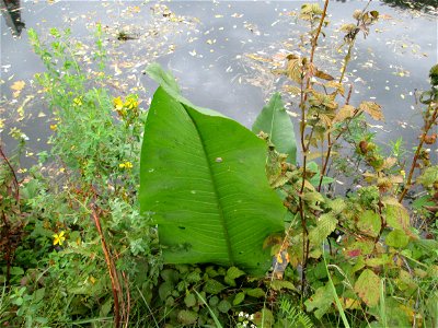Fluss-Ampfer (Rumex hydrolapathum) oberhalb der Schleuse N° 30 bei Grosbliederstroff