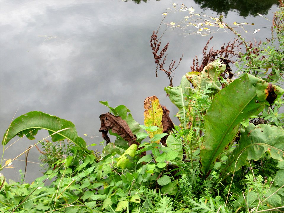 Fluss-Ampfer (Rumex hydrolapathum) oberhalb der Schleuse N° 30 bei Grosbliederstroff