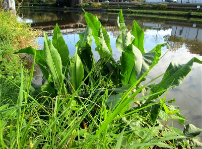 Fluss-Ampfer (Rumex hydrolapathum) an der Saar in Malstatt