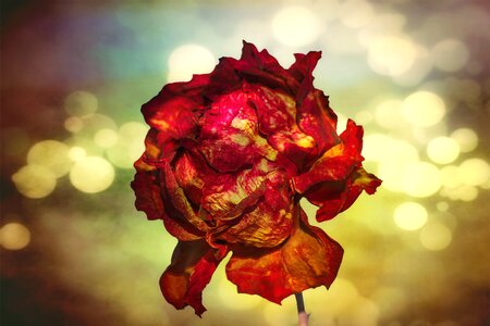 Red beauty petal